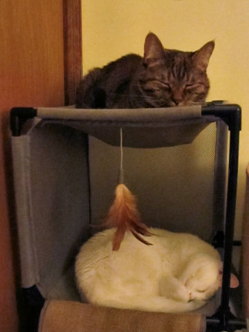 bunk-bed-kitties.jpg